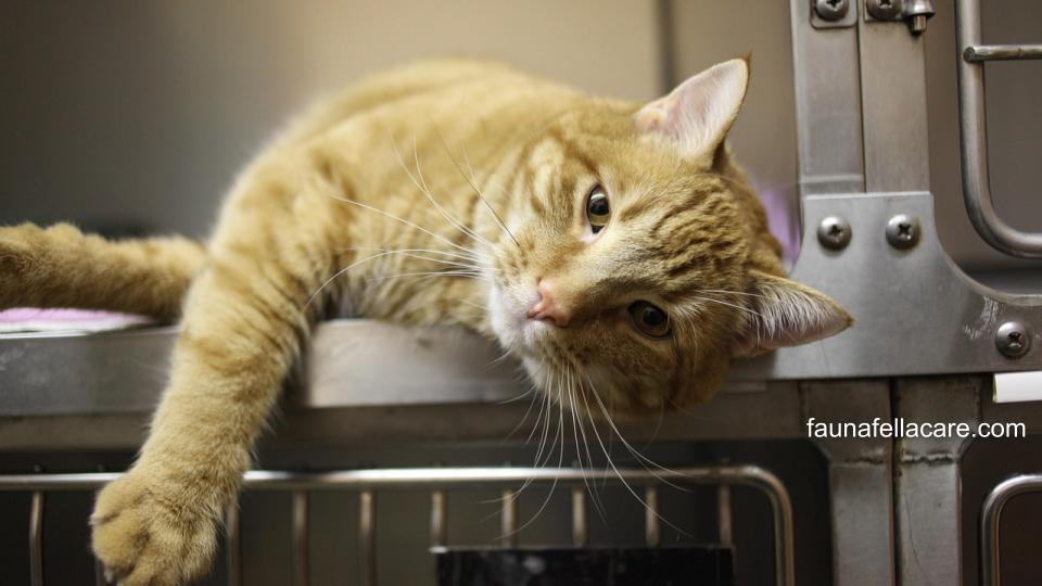 Tempat penampungan kucing gratis terdekat dapat menjadi pemantau kesehatan kucing