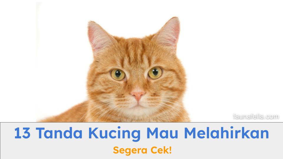 Ada banyak tanda-tanda kucing mau melahirkan yang harus Anda ketahui