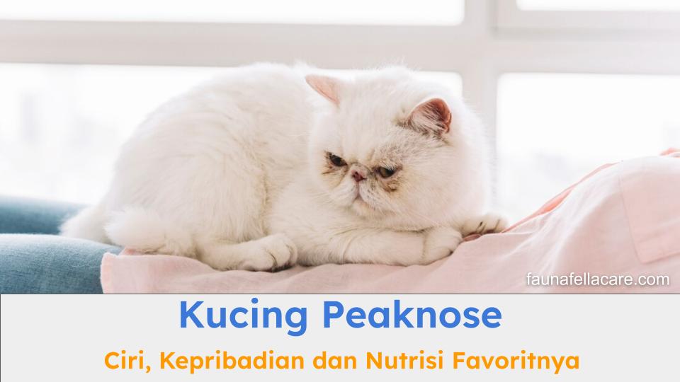 Kucing Peaknose memiliki berbagai ciri, karakter dan nutrisi favoritnya