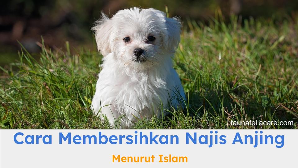 Nama kucing jantan Islam bisa menjadi inspirasi nama unik dan menggemaskan