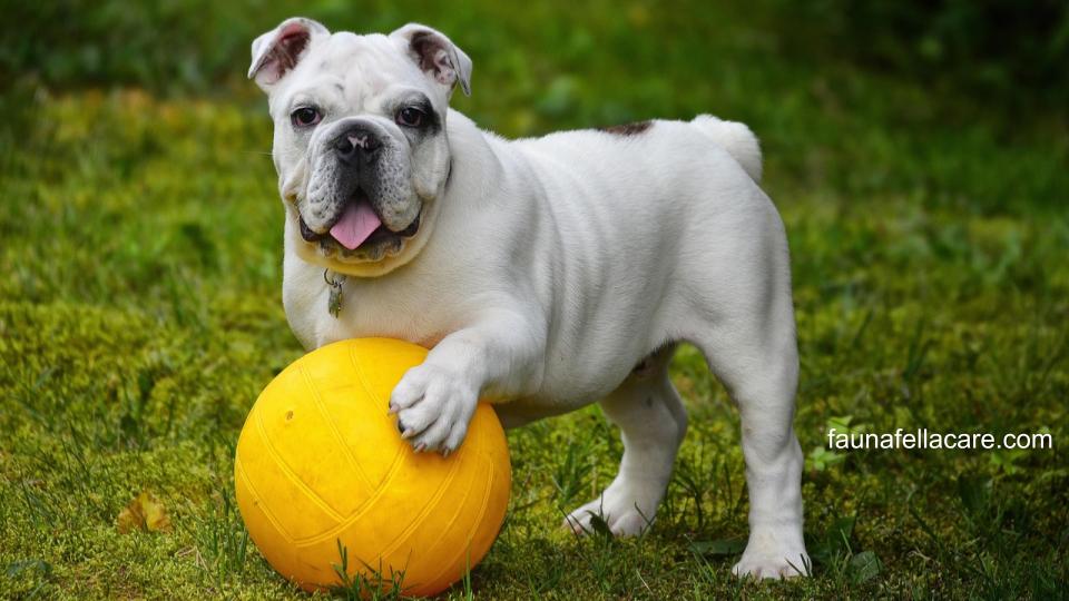 Bola yang terkena air liur anjing menjadi najis dan Anda harus tahu cara membersihkan najis anjing ini