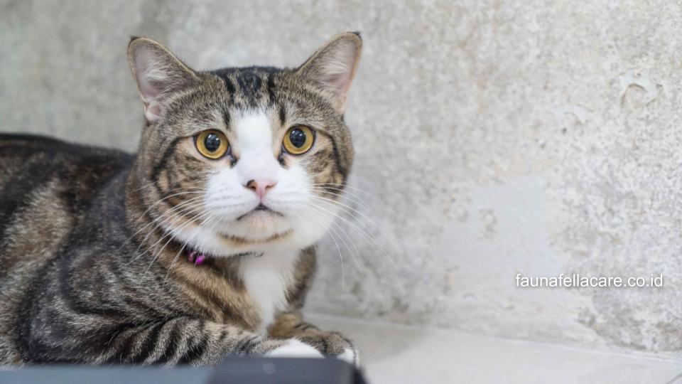 Nama kucing jantan Islam bisa menjadi inspirasi dan tampil berbeda