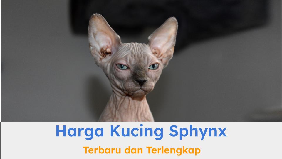 Harga kucing Sphynx bisa sangat mahal karena kucing ini sangat eksotik dan langka