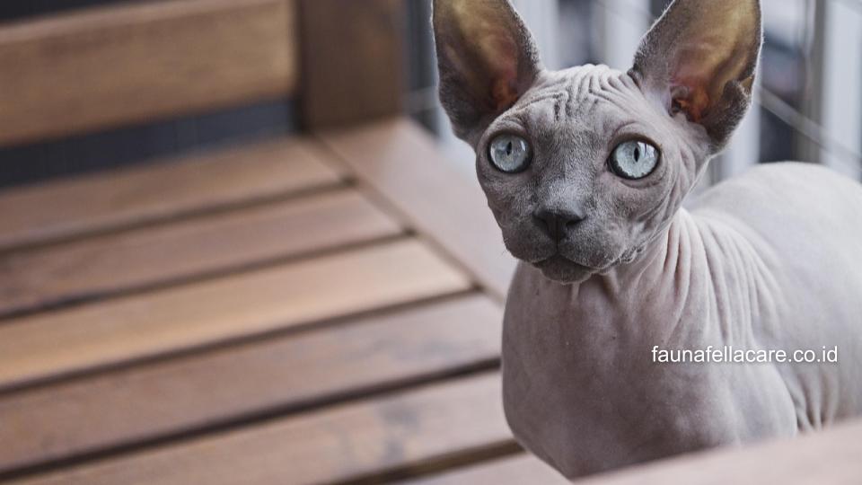 Harga kucing Sphynx bisa membantu Anda mengetahui legalitas dan sertifikat 
