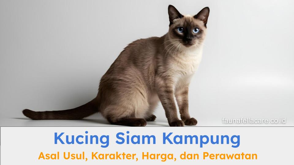 Kucing siam kampung memiliki berbagai ciri dan karakter khusus, termasuk perawatannya
