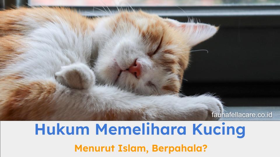 Memelihara kucing dalam Islam bernilai pahala jika dilakukan dengan benar.