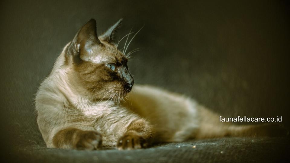 Kucing siam kampung bisa Anda adopsi dengan harga relatif terjangkau, perawatan juga mudah