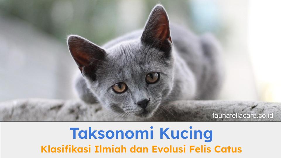 Taksonomi kucing membantu pecinta kucing mengenali hewan peliharaannya