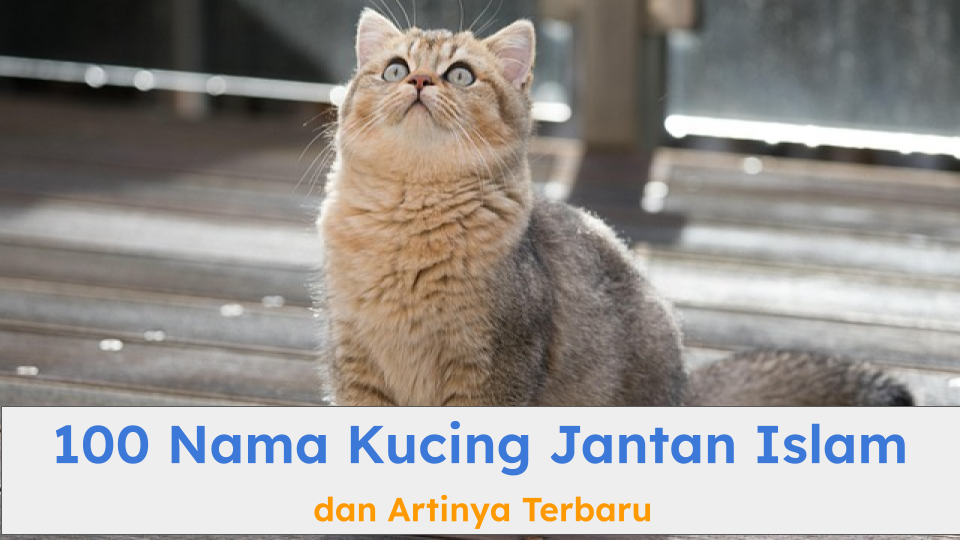 Ada 100 nama kucing jantan Islam yang bisa Anda pilih untuk anabul kesayangan