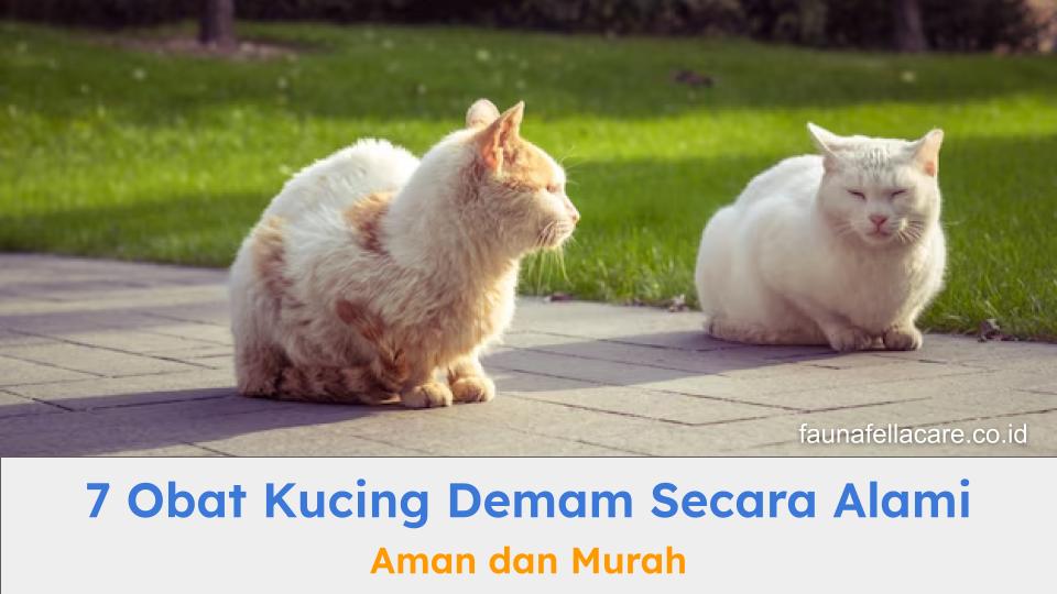 obat kucing demam secara alami dapat bekerja dengan aman.