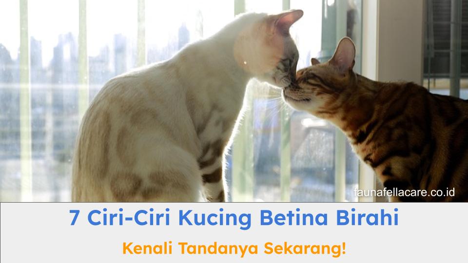 Ciri-ciri kucing betina birahi sangat penting untuk diperhatikan.