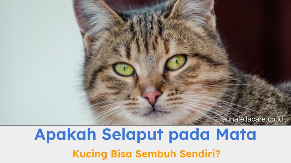 Selaput pada mata kucing harus menjadi perhatian serius bagi pemilik kucing.