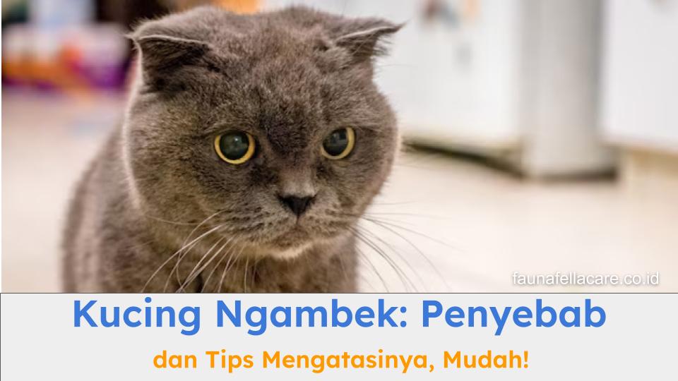 Kucing ngambek bisa karena beberapa sebab, cari tahu penyebab dan solusinya.