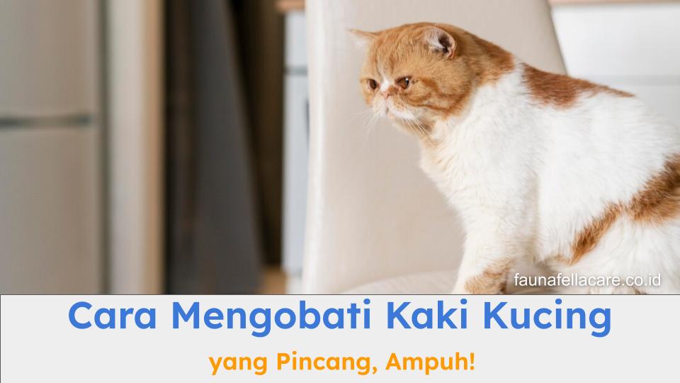 Cara mengobati kaki kucing yang pincang sangat penting untuk diketahui pemilik kucing.