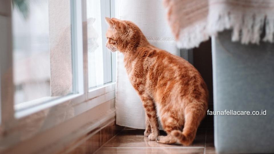 Ada banyak cara alami yang dapat membantu mengobati kaki kucing yang pincang.