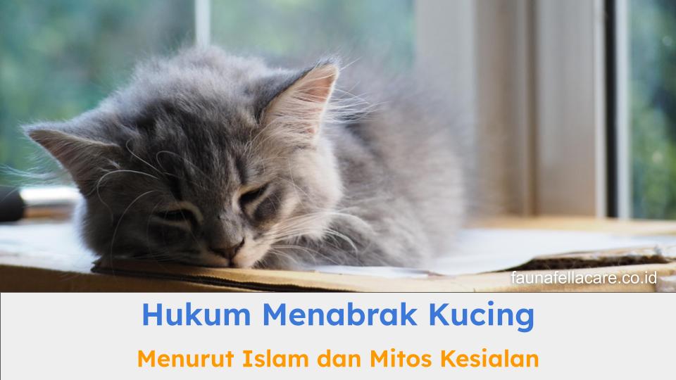 Hukum menabrak kucing menurut Islam tidak berdosa jika tidak sengaja atau sudah berusaha menghindar.