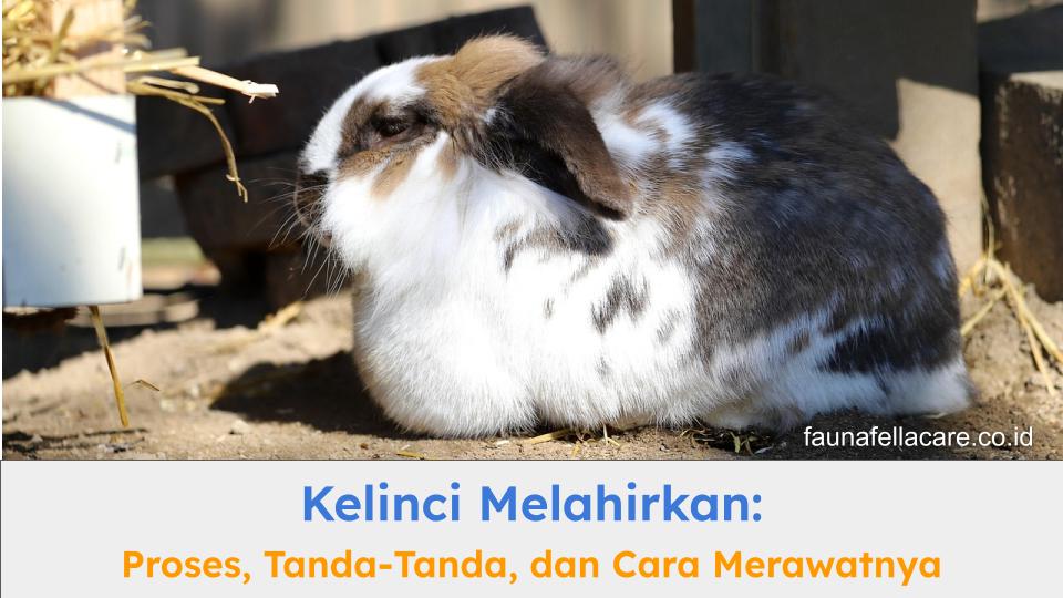 Anda perlu tahu tanda dan cara merawat kelinci melahirkan dengan tepat.