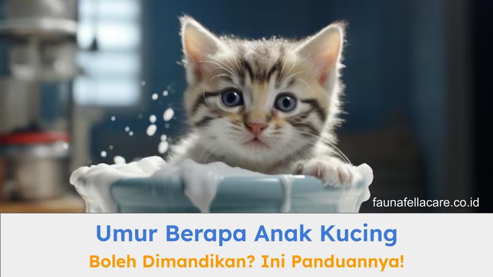 Umur berapa anak kucing boleh dimandikan? Setidaknya saat 8 minggu