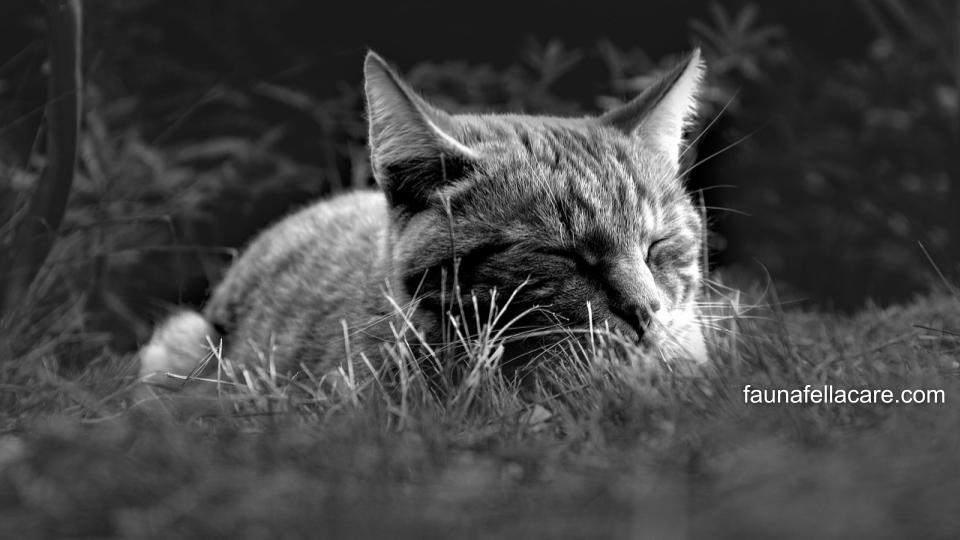 Kucing mati di depan rumah bisa berarti lingkungan tidak sehat atau perlu waspada.
