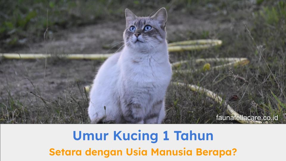 umur kucing 1 tahun setara dengan usia dewasa yang sudah siap reproduksi.