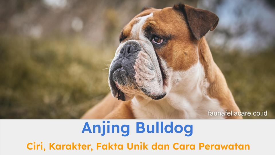 Anjing bulldog memiliki ciri yang sangat khas dari bentuk wajah hingga tubuhnya yang pendek.