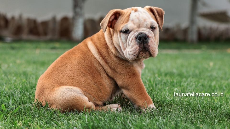 Anjing bulldog memiliki kaki yang pendek, wajah berkerut dan badan yang kekar.