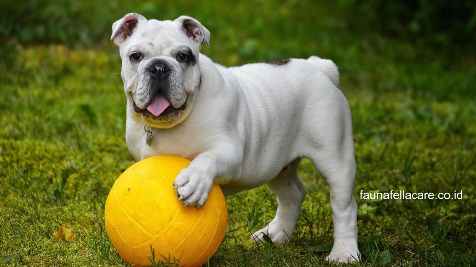 Anjing bulldog memang sedikit keras kepala, tapi juga toleran terhadap anak. Selain itu, bulldog lebih suka bersantai di dalam rumah.