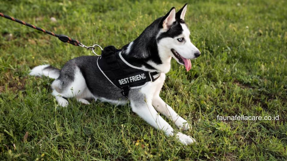 Melatih anjing polisi harus dilakukan dengan benar. Setidaknya, seorang pelatih haruslah berpengalaman dan bersertifikat.
