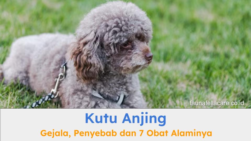 Kutu anjing menjadi salah satu penyakit yang harus ditangani dengan segara.