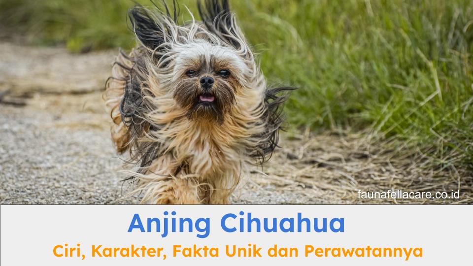 Anjing cihuahua memiliki karakter yang unik dengan bentuk tubuh yang sangat khas.