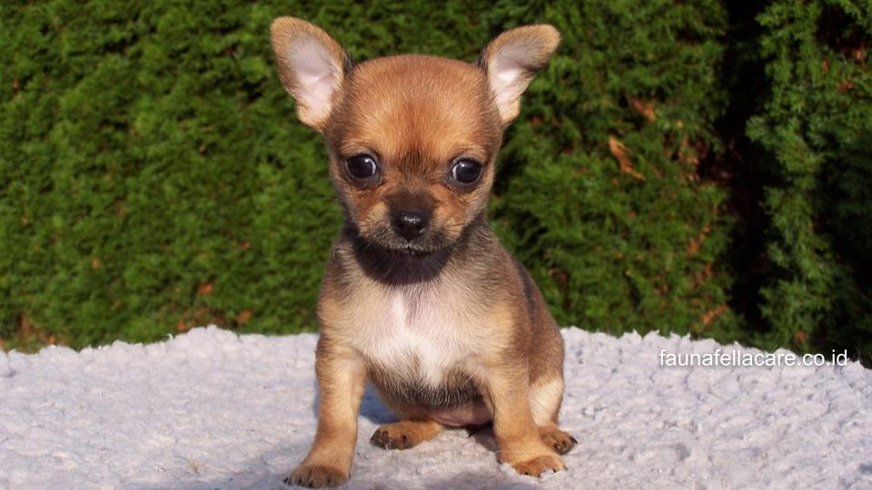 Anjing Cihuahua memiliki karakter yang sangat setia dengan pemiliknya dan penuh dengan rasa ingin tahu.