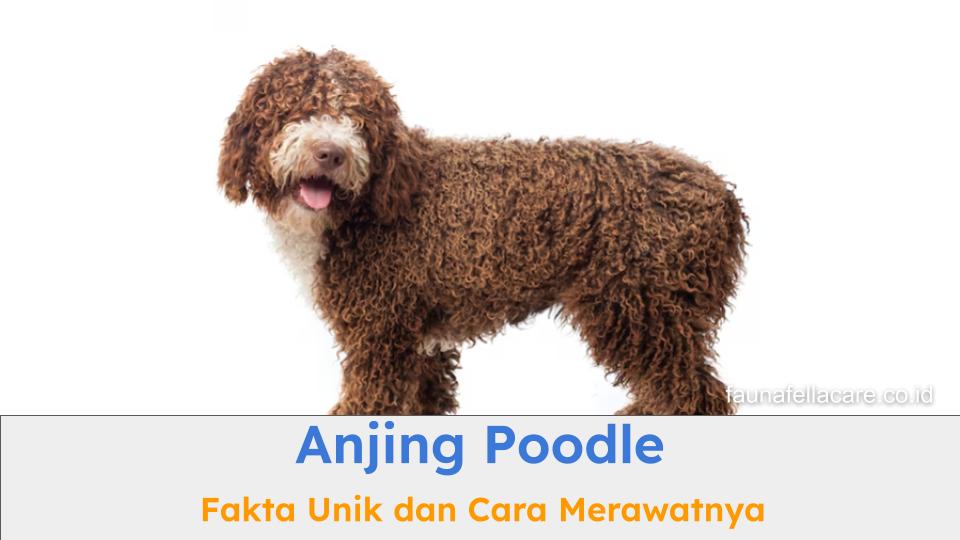 Anjing Poodle memiliki berbagai fakta unik yang perlu Anda tahu dan cara merawatnya juga mudah.