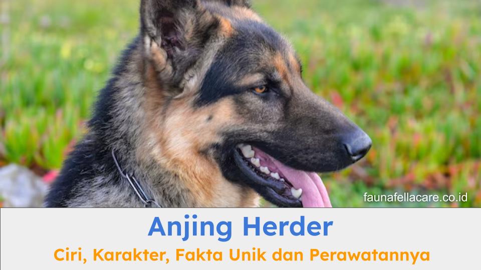 Anjing herder memiliki ciri dan karakter yang sangat cocok sebagai anjing penjaga dan teman yang setia.
