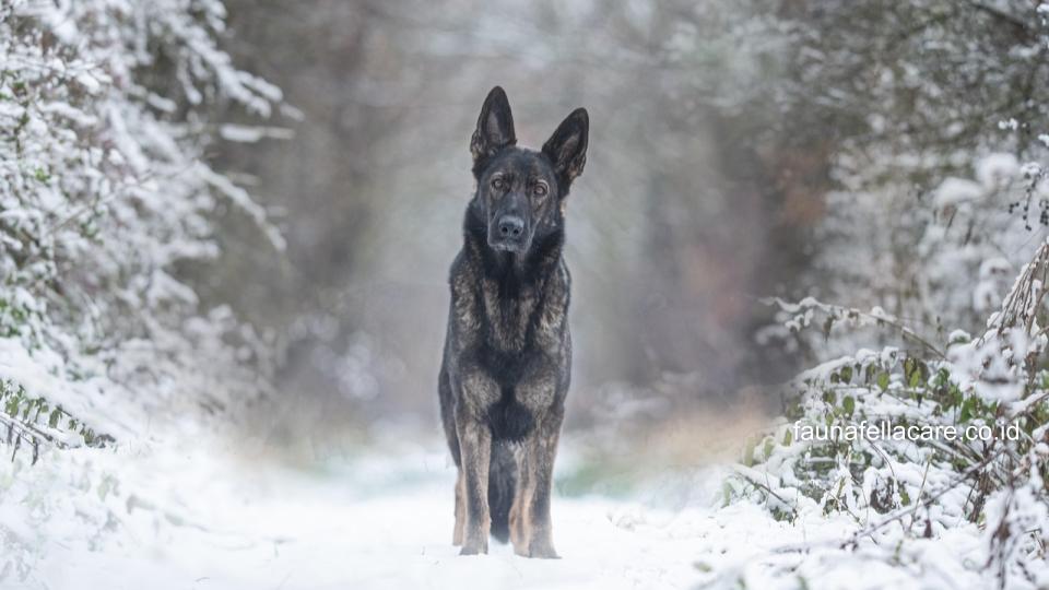 Anjing herder memiliki ciri tubuh yang proporsional, sehingga sangat cocok sebagai anjing penjaga.