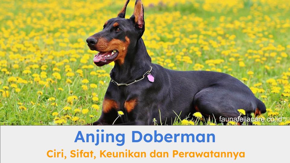Anjing doberman memiliki sifat yang sangat loyal, fisik yang proporsional dan bentuk wajah dan tubuh yang khas.
