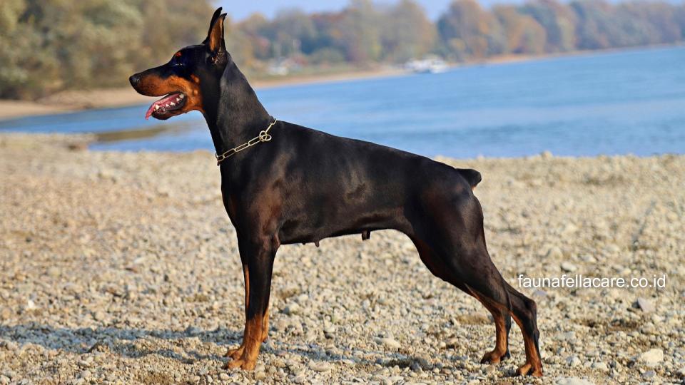 Anjingdoberman memang cocok menjadi anjing penjaga, pelindung dan teman setia.