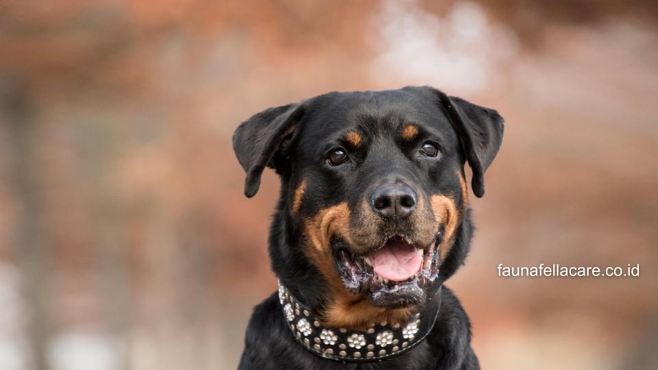 Anjing Rottweiler memiliki sikap tenang, tapi siap bertindak dan waspada yang tinggi. Sehingga, cocok menjadi anjing penjaga dan teman keluarga.