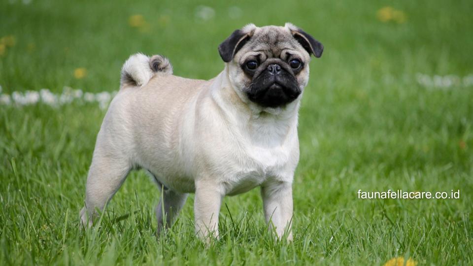 Anjing Pug memiliki ciri fisik yang sangat khas dengan ekor melengkung, ukuran kecil dan muka yang berkerut.