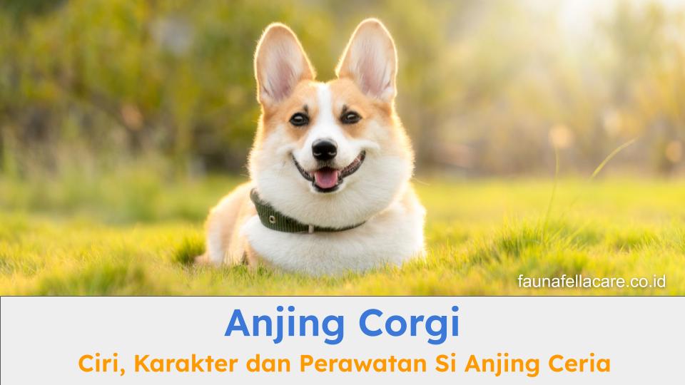 Anjing Corgi sangat terkenal karena sifatnya yang periang dan tubuhnya yang mungil.