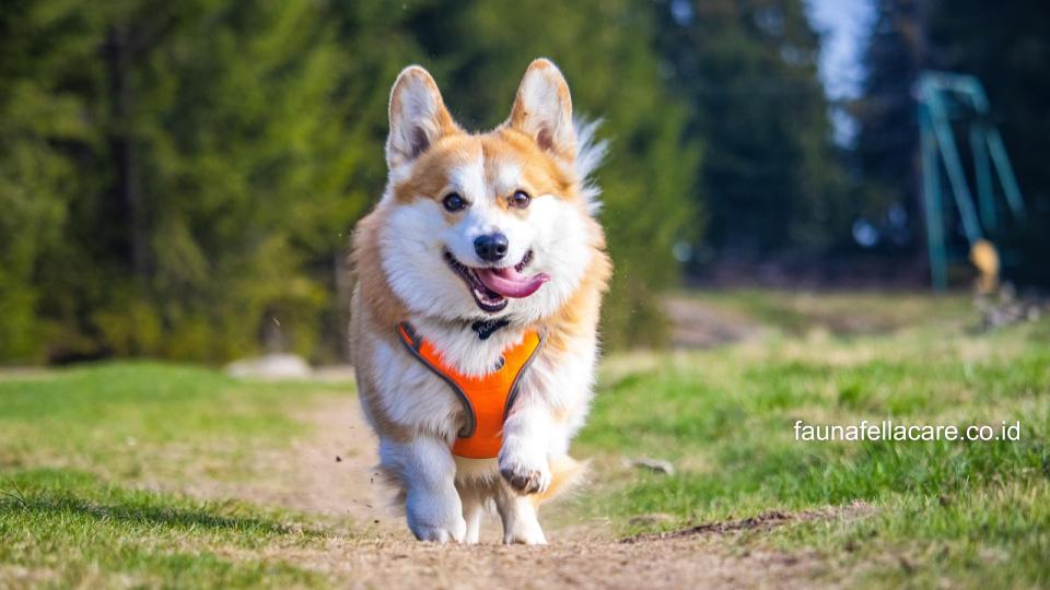 Anjing Corgi memiliki ciri fisik dengan wajah yang ekspresif, tubuh kecil dan telinga yang tegak.