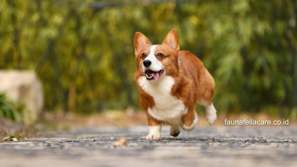 Nama anjing coklat yang dipilih bisa memiliki kesan hangat, maskulin hingga ceria.