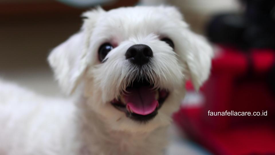 Secara psikologis, arti mimpi digigit anjing bisa bertanda kelelahan mental atau kepercayaan yang terganggu.