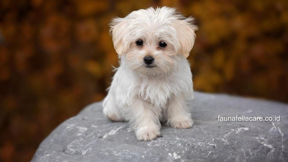 Maltese adalah salah satu ras anjing kecil yang sangat terkenal baik di dalam maupun luar negeri.
