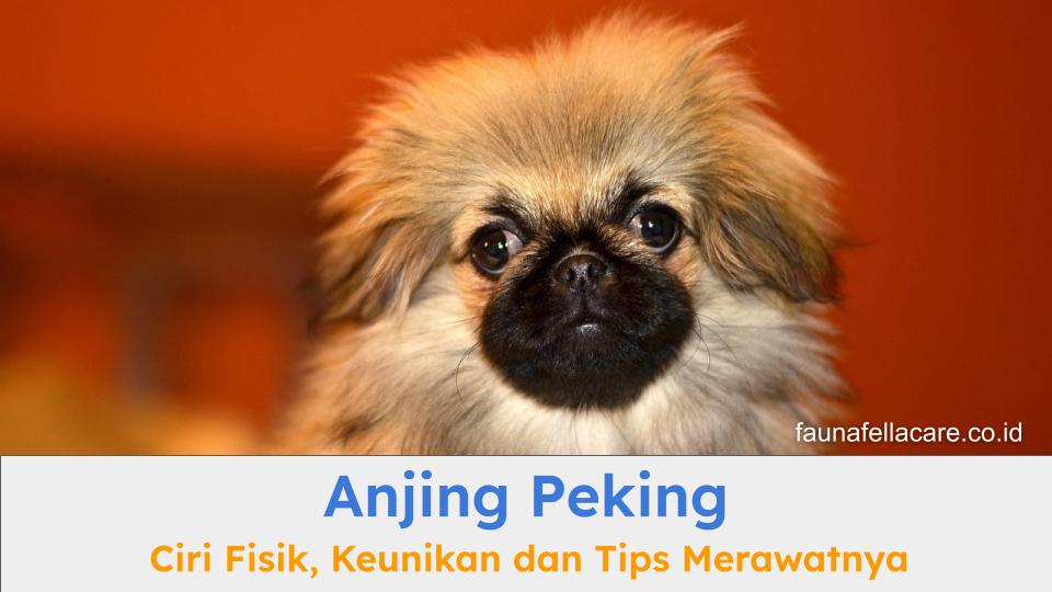 Anjing Peking memiliki bentuk wajah dan tubuh dengan bulu yang khas. Karakternya juga lucu dan setia.