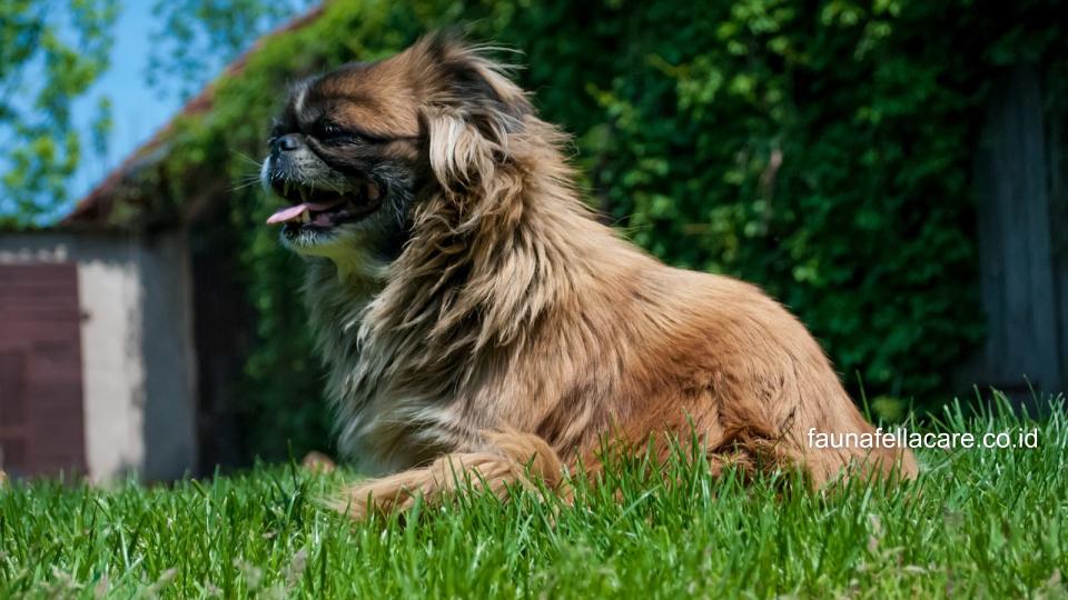 Proporsi tubuh anjing Peking sangat unik, apalagi gaya berjalannya yang menggelinding, bikin gemas.