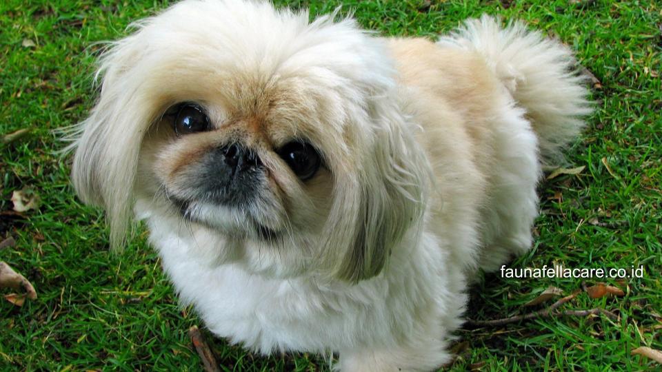 Anjing peking memiliki karakter yang setia, waspada dan tentu saja ceria.