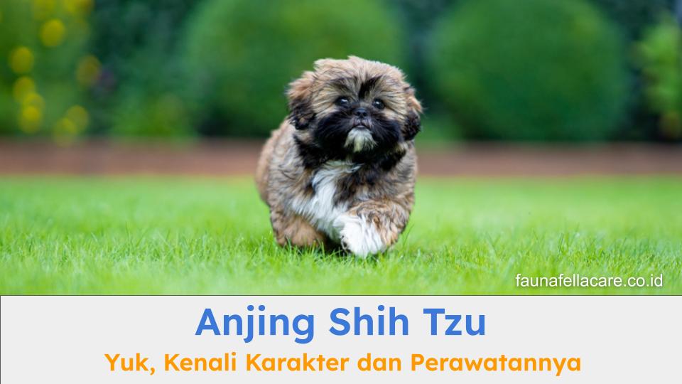 Anjing Shih Tzu memiliki keunikan tersendiri dari mulai bentuk fisik, hingga karakternya yang membuat pecinta anjing semakin terpesona.