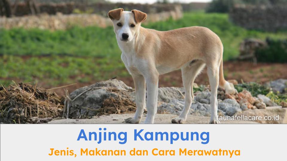 Anjing Kampung memiliki sejumlah karakter yang juga setia, pelindung dan tentu saja lebih tahan terhadap berbagai penyakit.