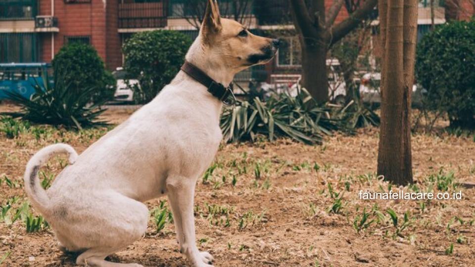 Anjing kampung lebih tahan terhadap penyakit, mudah beradaptasi, insting melindungi yang tinggi dan tentu saja setia pada pemiliknya.