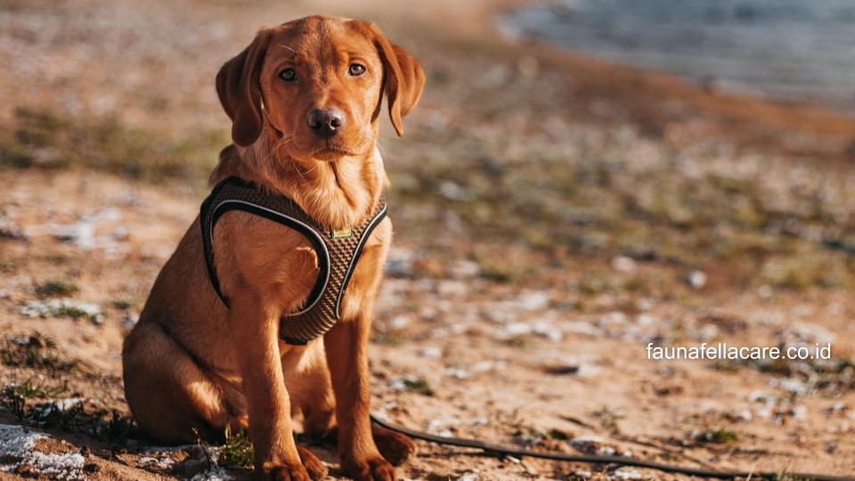 Anjing Labrador memiliki tubuh yang ideal, proporsional dan juga atletis. Bentuk muka dan telinganya juga khas.
